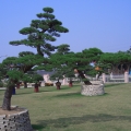 树